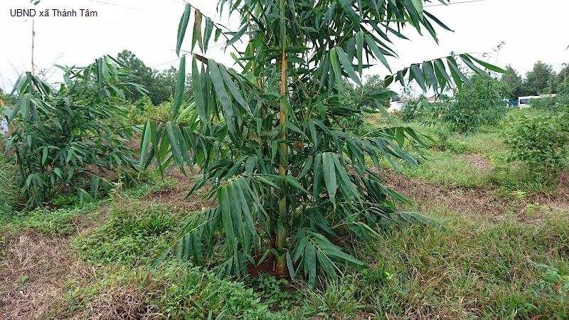 UBND xã Thành Tâm